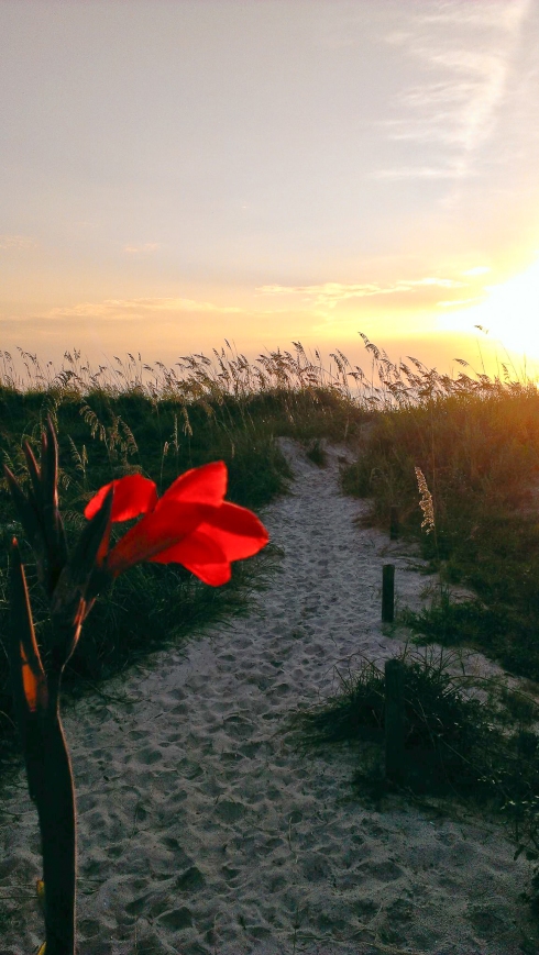 altantic_beach_morning_flower